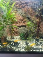 Aquarium, Dieren en Toebehoren, Vis