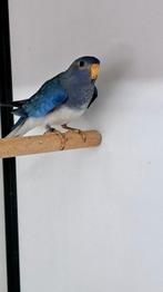 Splendid, Dieren en Toebehoren, Vogels | Parkieten en Papegaaien, Vrouwelijk, Parkiet