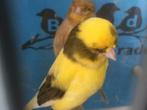 Glosters / postuurkanaries, Dieren en Toebehoren, Vogels | Kanaries, Meerdere dieren, Kleurkanarie