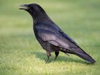 Gezocht: Jonge (tamme) kraai, Dieren en Toebehoren, Meerdere dieren, Tropenvogel, Tam