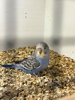 Engelse grasparkiet jong