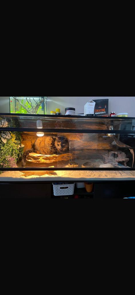 Baardagamen te koop met terrarium, Dieren en Toebehoren, Reptielen en Amfibieën | Toebehoren, Zo goed als nieuw, Ophalen of Verzenden