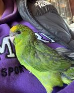 Mooie kakariki jongen, Meerdere dieren, Parkiet