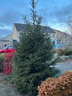 Hoge kerstboom .. zelf uitgraven, Tuin en Terras, Planten | Bomen, Ophalen, Volle zon, Overige soorten