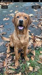 Ter dekking aangeboden Foxred Labrador reu Fox red, Dieren en Toebehoren, Honden | Dekreuen, Particulier, 1 tot 2 jaar, Reu, Nederland