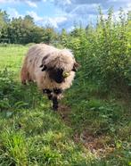 Walliser, Dieren en Toebehoren, Schapen, Geiten en Varkens, Mannelijk, Schaap