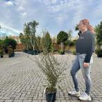 Meerstammige kurkeik - Quercus suber struik 100/120 cm, 100 tot 250 cm, Zomer, Volle zon, In pot