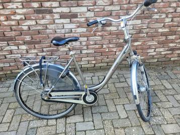 Pointer Arena dames beschikbaar voor biedingen