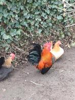 Trio Chabo kippen, Dieren en Toebehoren, Pluimvee