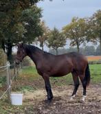 Knappe 2 jarige hengst, Minder dan 160 cm, Met stamboom, Dressuurpaard, 0 tot 2 jaar