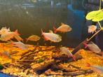 Moenkhausia columbiana - Colombiaanse Tetra "Red+Blue", Dieren en Toebehoren, Vis, Zoetwatervis, Schoolvis