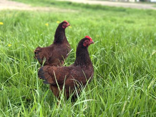 Jonge tamme Rhode Island Red kriel kippen hennen gesekst, Dieren en Toebehoren, Pluimvee, Kip, Vrouwelijk