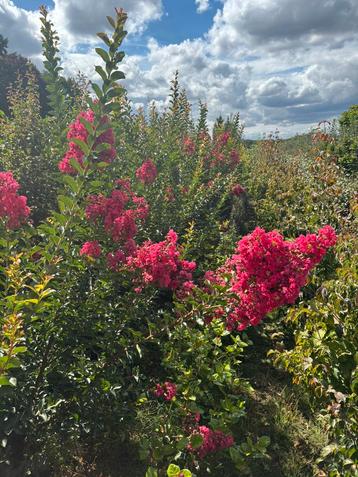 Lagerstroemia tuscarora 200/250 cm kluit Eigen kwekerij beschikbaar voor biedingen