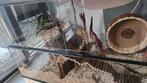 Lieve en mooie goudhamster met hok!, Vrouwelijk, Hamster, Na 1 juli 2024, Tam