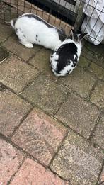 Konijnen, Meerdere dieren, Middelgroot