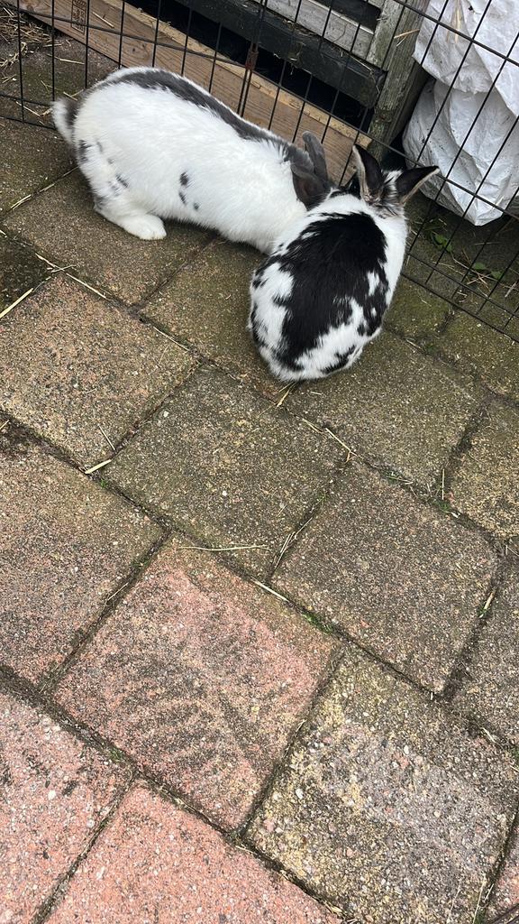 Konijnen, Dieren en Toebehoren, Konijnen, Middelgroot, Meerdere dieren