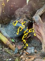 Dendrobates Leucomelas, Amfibie