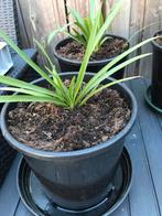 Afrikaanse lelie planten in een grote pot voor maar 4 euro, Tuin en Terras, Planten | Tuinplanten, Ophalen, Zomer, Overige soorten
