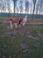 Te koop lamas, Dieren en Toebehoren, Meerdere dieren, Voor 1 juli 2024