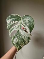 Monstera Albo stek, Ophalen, Halfschaduw, Minder dan 100 cm