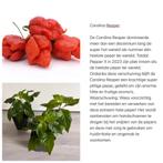Carolina reaper en madame jeanette peper planten, Volle zon, Groenteplanten, Eenjarig, Ophalen of Verzenden