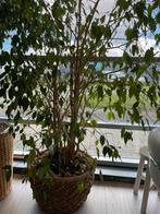Grote Kamerplant in rieten pot gratis af te halen, Huis en Inrichting, Kamerplanten, Ficus, Halfschaduw, 200 cm of meer, Ophalen
