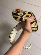 Pastel spotnose het clown, Dieren en Toebehoren, Slang, 3 tot 6 jaar
