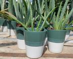 Aloë Vera plantjes, Huis en Inrichting, Kamerplanten, Ophalen, Overige soorten, In pot, Minder dan 100 cm