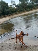 Mechelse herder reu 11 maanden, 15 weken tot 1 jaar, Reu, Eén hond, Herder