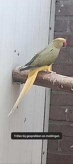 Halsband Olijf Geelkop Geelstaart/blauw, Dieren en Toebehoren, Vogels | Parkieten en Papegaaien, Vrouwelijk, Parkiet