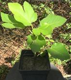 vijgeboompje, Tuin en Terras, Planten | Bomen, 100 tot 250 cm, Volle zon, In pot, Overige soorten