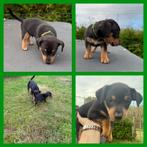 Jack Russel pups Black en Tan. Nog 3 Reutjes beschikbaar., Dieren en Toebehoren, Jack Russell Terriër, 8 tot 15 weken, Meerdere