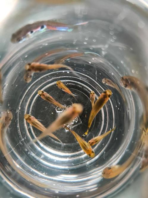 ze zijn er weer: jonge guppen, Dieren en Toebehoren, Vissen | Aquariumvissen, Zoetwatervis, Vis, Schoolvis