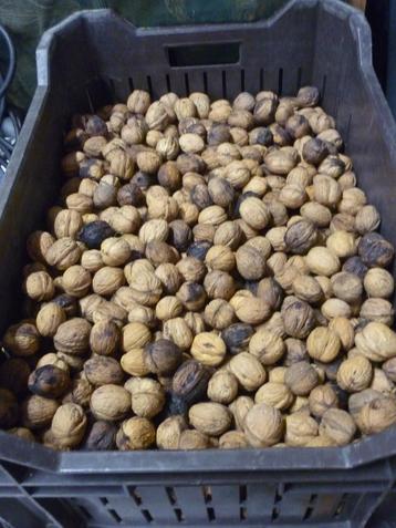 7,5 kilo Walnoten Oogst 2024, noten beschikbaar voor biedingen