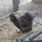 Zijdehoen hen, Dieren en Toebehoren, Vrouwelijk, Kip