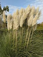 Mooi pampas volle witte pluimen, Huis en Inrichting, Ophalen, Nieuw, Binnen
