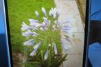 twee kleurige Agapanthus, Volle zon, Vaste plant, Zomer, Ophalen