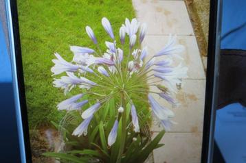 twee kleurige Agapanthus  beschikbaar voor biedingen