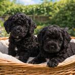 Australian labradoodle pups, Dieren en Toebehoren, Honden | Niet-rashonden, 1 tot 2 jaar, Parvo, Meerdere dieren, Eén hond