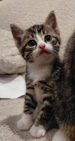 3 katers Europese korthaar, Kater