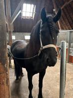 Drachtige friese stermerrie, VOL papier, Dieren en Toebehoren, Merrie, Gechipt, Dressuurpaard, 3 tot 6 jaar