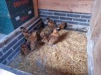 2 brabanter hennen goudzwart getoept kriel, Dieren en Toebehoren, Pluimvee, Vrouwelijk, Kip