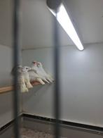 koppel met 5 jonge wit bont zeebravinken, Dieren en Toebehoren, Vogels | Overige Vogels, Meerdere dieren, Tropenvogel