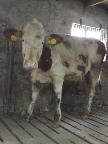 Gevraagd rundvee. beschikbaar voor biedingen