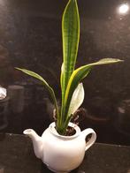 Mooi plant in thee pot., Minder dan 100 cm, Ophalen of Verzenden, Halfschaduw