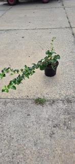 Klimhortensia (Hydrangea anomala subsp. petiolaris), Vaste plant, Halfschaduw, Zomer, Ophalen