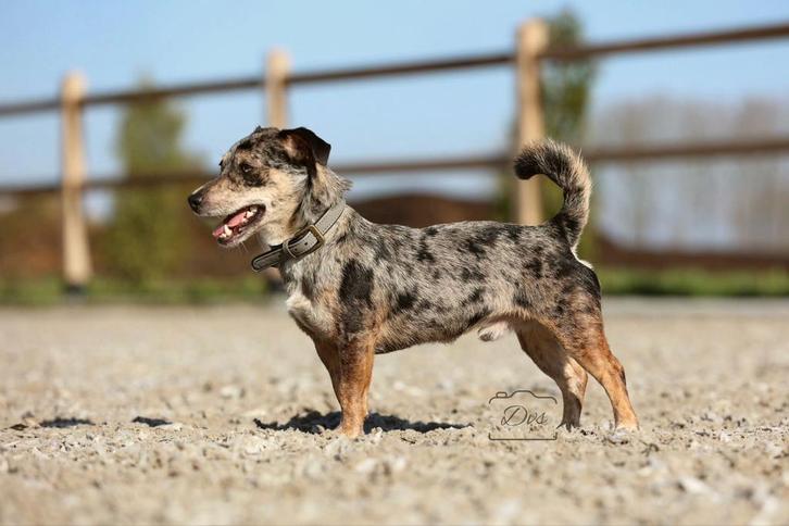 Ter dekking volledig geteste Blue Merle Jack Russel reu, Dieren en Toebehoren, Honden | Dekreuen, Reu, Particulier, Eén hond, Nederland