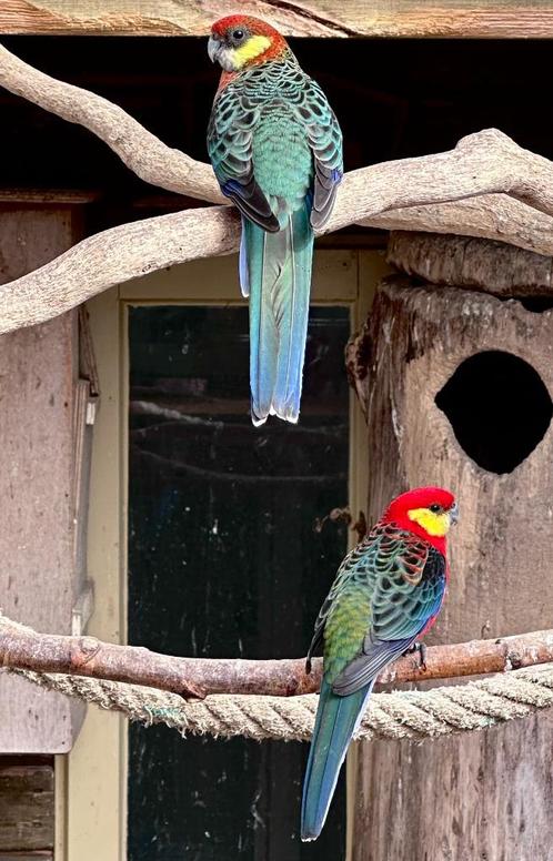 Stanley rosella's, Dieren en Toebehoren, Vogels | Parkieten en Papegaaien, Parkiet, Meerdere dieren