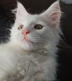 Nog 2 prachtige en ongelooflijk lieve mainecoon kittens🩷, Dieren en Toebehoren, Katten en Kittens | Raskatten | Langhaar, Meerdere dieren