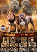 American bully pups, CDV (hondenziekte), 8 tot 15 weken, Meerdere, Nederland